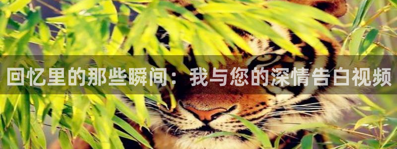 玖玖视频在线观看：回忆里的那些瞬间：我与您的深情告白视频